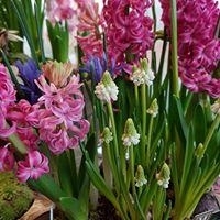 Seasonal planted containers