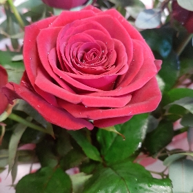 Amore Valentine roses